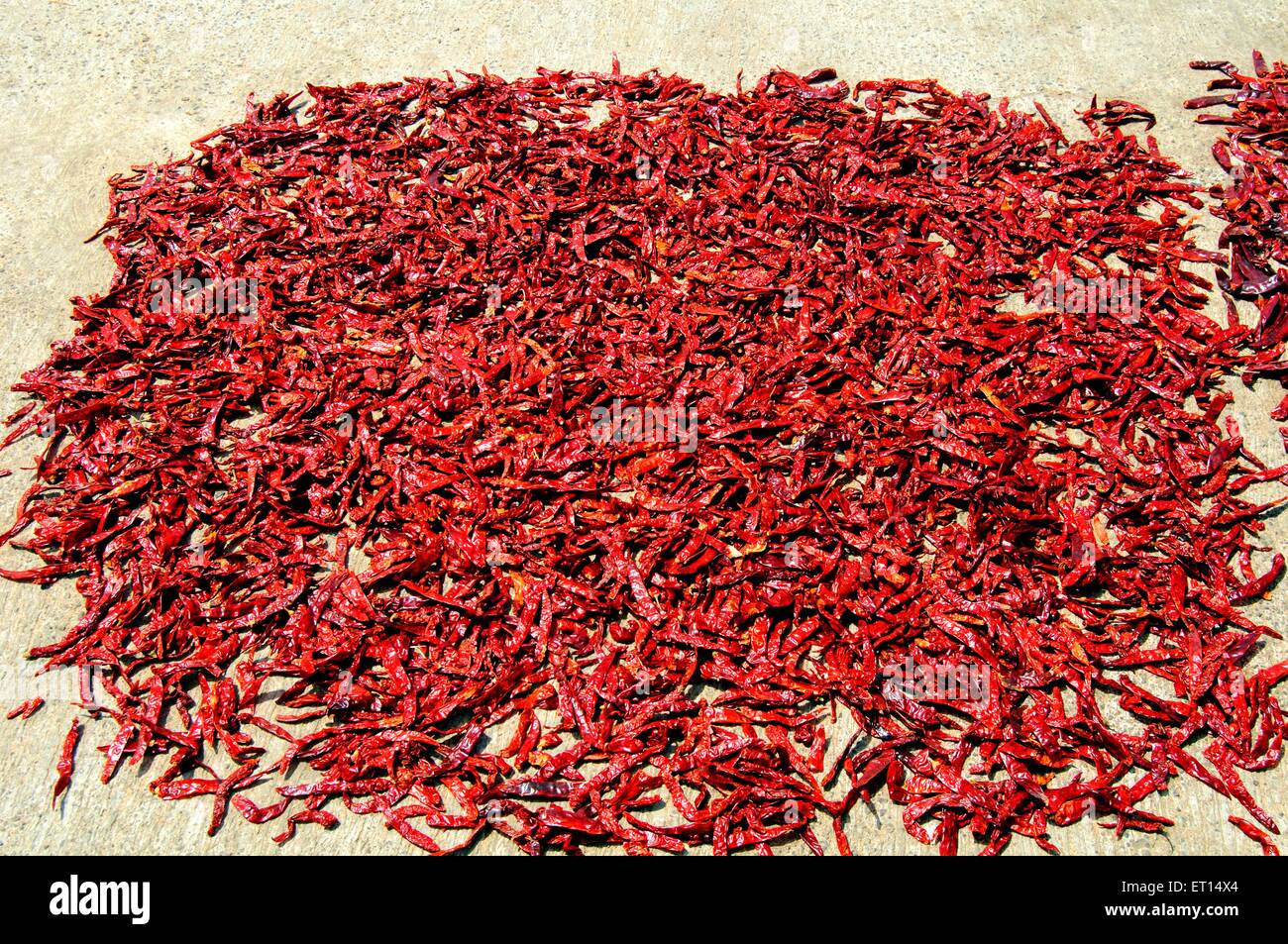 Rote Chilischoten trocknen, rote Chilischoten, rote Chilischoten, Stockfoto