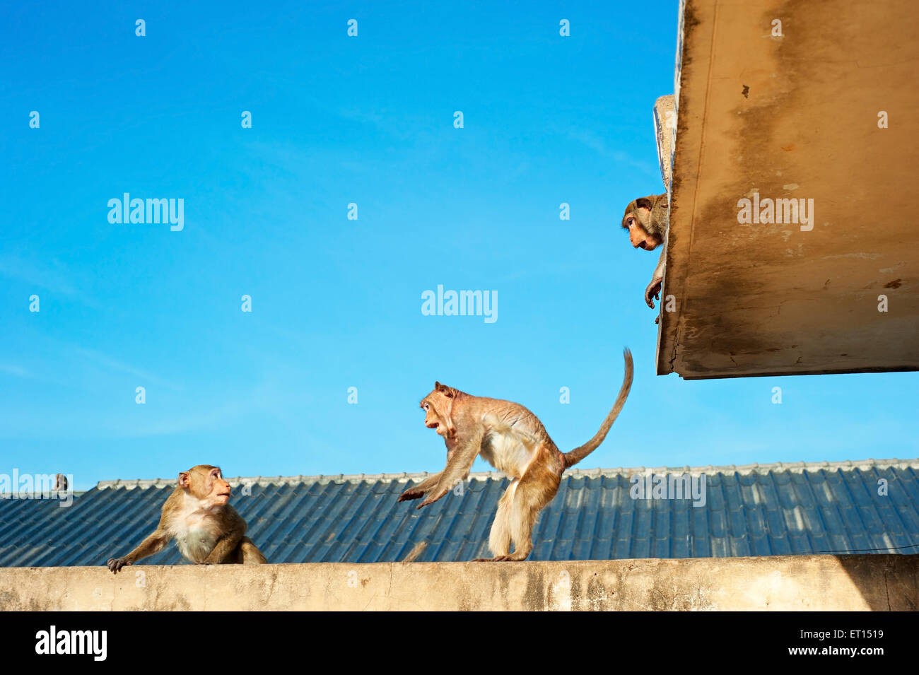Affen auf dem Dach des Gebäudes in Lopburi, Thailand Stockfoto