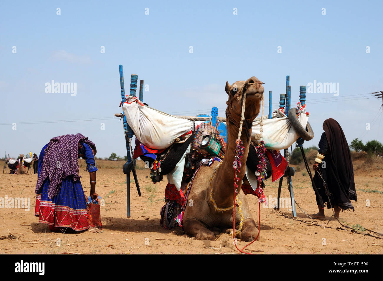 Gypsy tribal Frauen tragen Haushalt Sache auf Kamel; Kutch; Gujarat; Indien Stockfoto