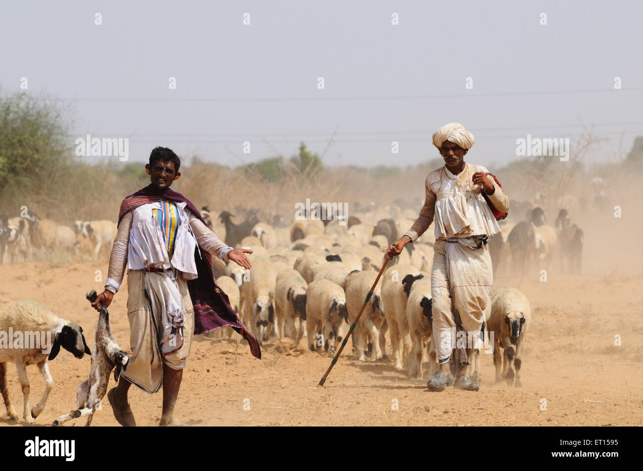 Hirten mit Schafen; Kutch; Gujarat; Indien Stockfoto