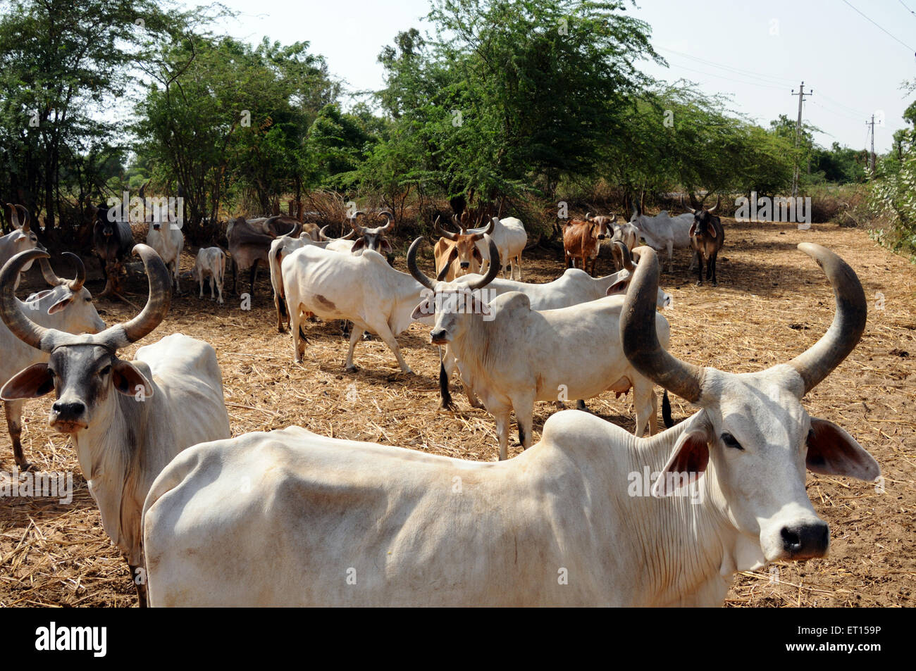 Kühe im Kuhstall, Herde von Kühen, Bhuj, Kutch, Gujarat, Indien Stockfoto