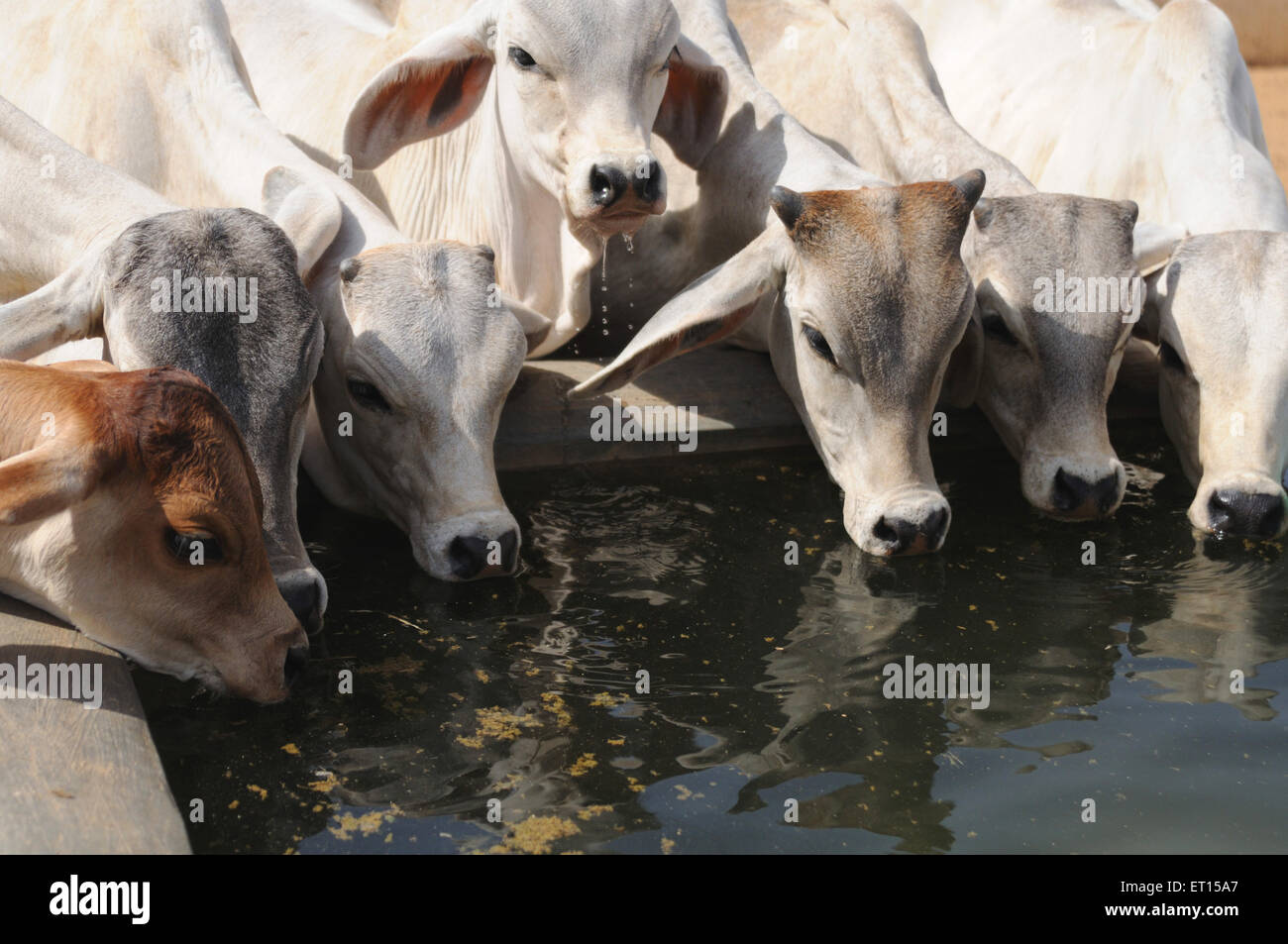 Kälber Trinkwasser; Kutch; Gujarat; Indien; Asien Stockfoto