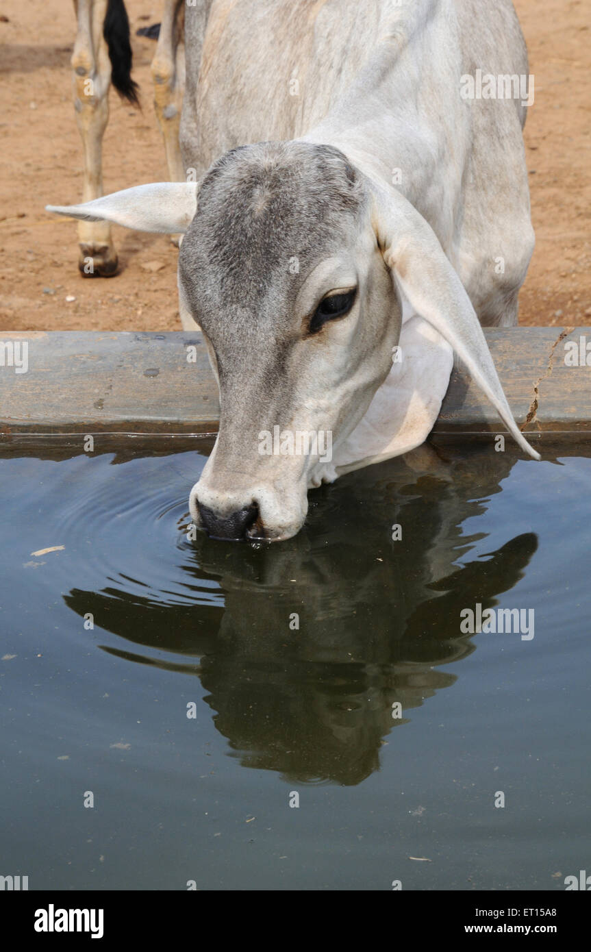 Trinkwasser für Kuh-Kalb, Kühe im Kuhstall, Bhuj, Kutch, Gujarat, Indien Stockfoto