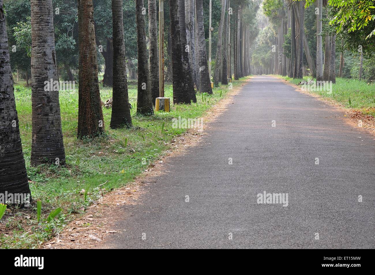 Straße; Botanischer Garten; Westbengalen; Indien Stockfoto