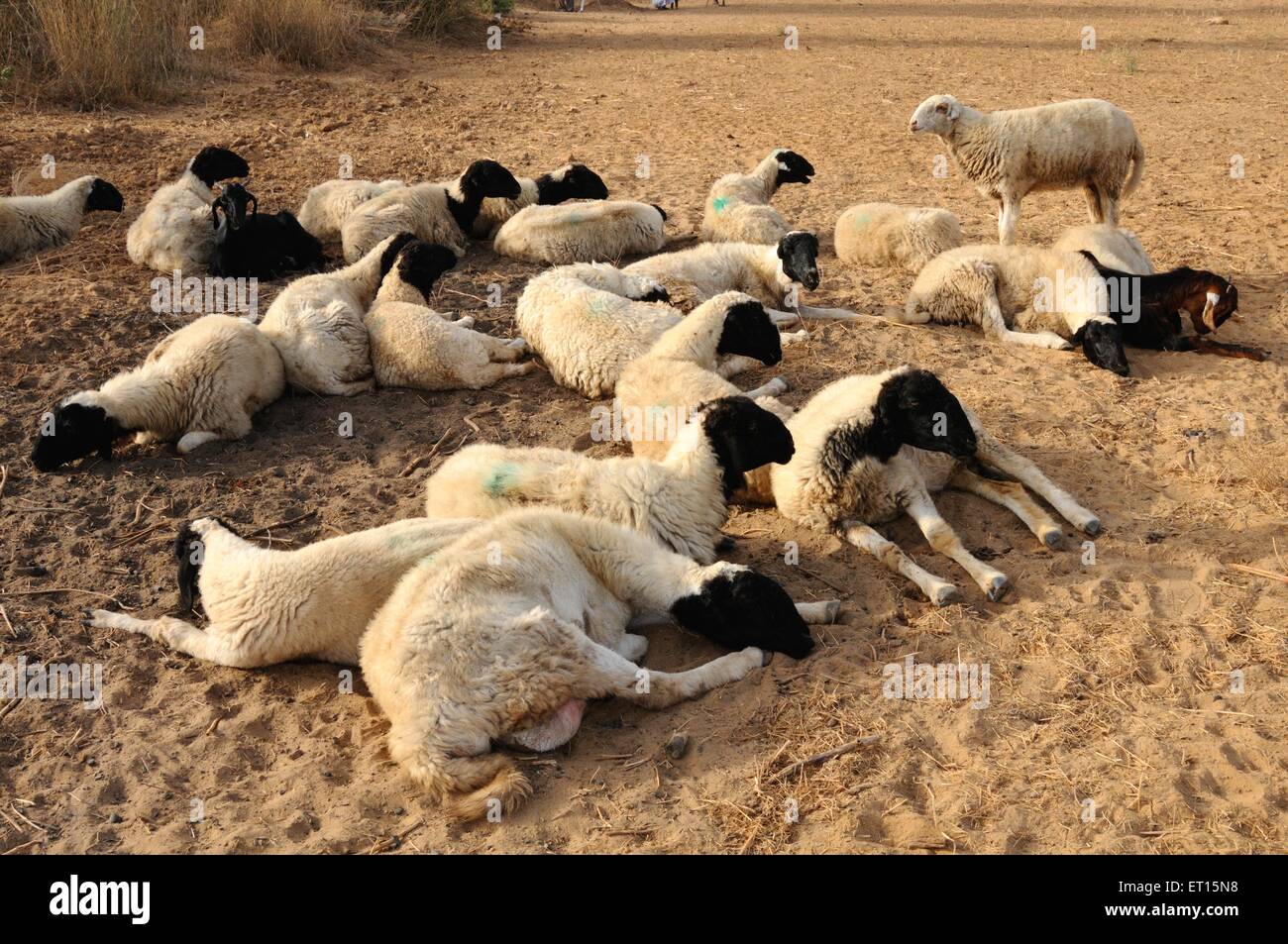 Schafherde, Schafherde, Hausschafe, domestiziert, Vieh, Bhuj, Kutch, Gujarat, Indien Stockfoto