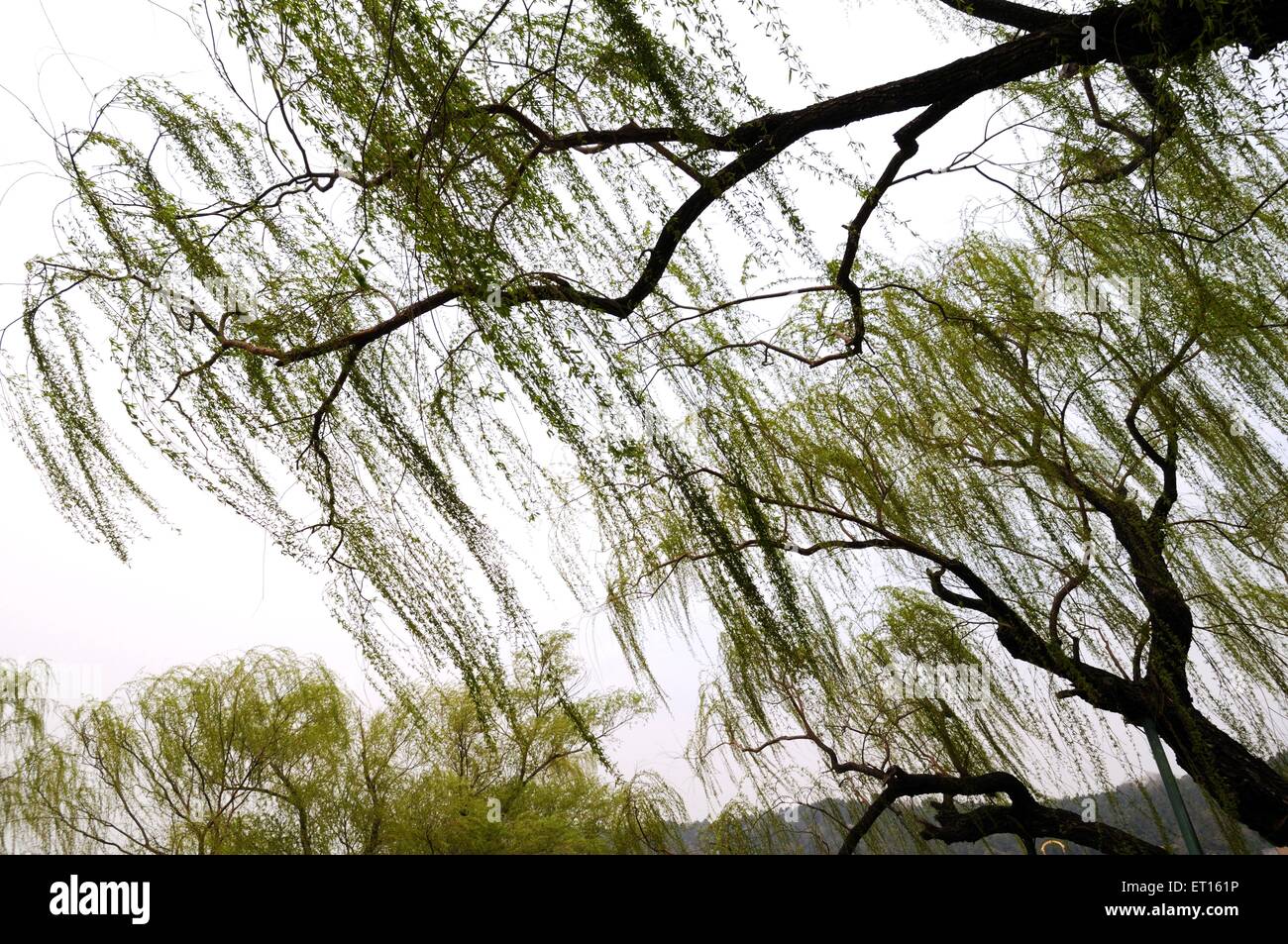 Bäume im Garten des Sommerpalast; Beijing; China Stockfoto
