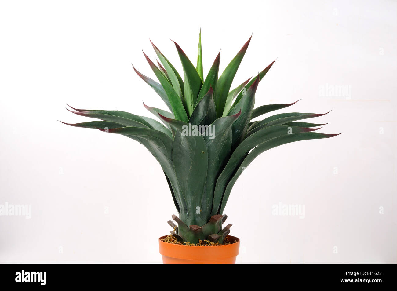 Agave tequilana, blaue Agave, Agave azul, Tequila Agave, Agavenpflanze, Kunstpflanze, Sommerpalast, Kaiserlicher Garten, Haidian, Peking, China Stockfoto