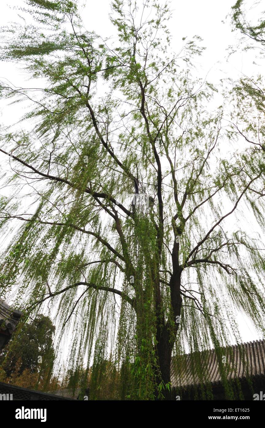 Trauerweide, Salix babylonica, Babylonica Weide, Pflanze, Baum, Sommerpalast, Xinjiangongmen Road, Haidian District, Peking, China, Chinesisch Stockfoto