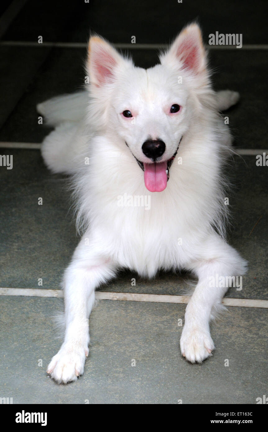 Pommerscher Hund schaut auf die Kamera Stockfoto