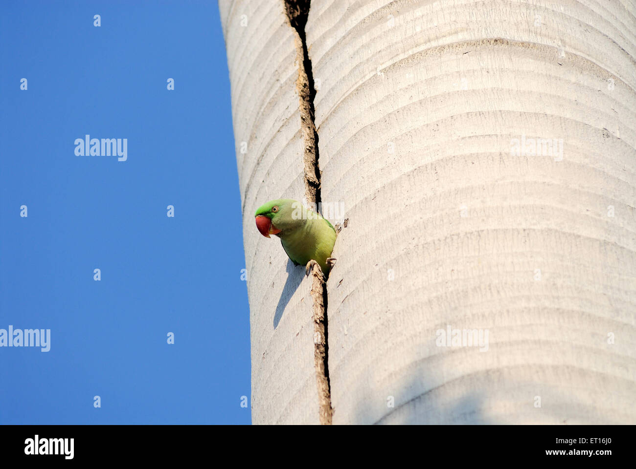 Eingebettet Papagei; Indien Stockfoto