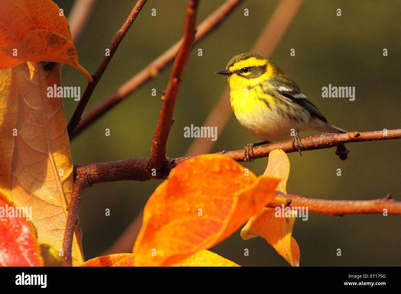 Ein Townsend Warbler unter Herbstlaub. Stockfoto