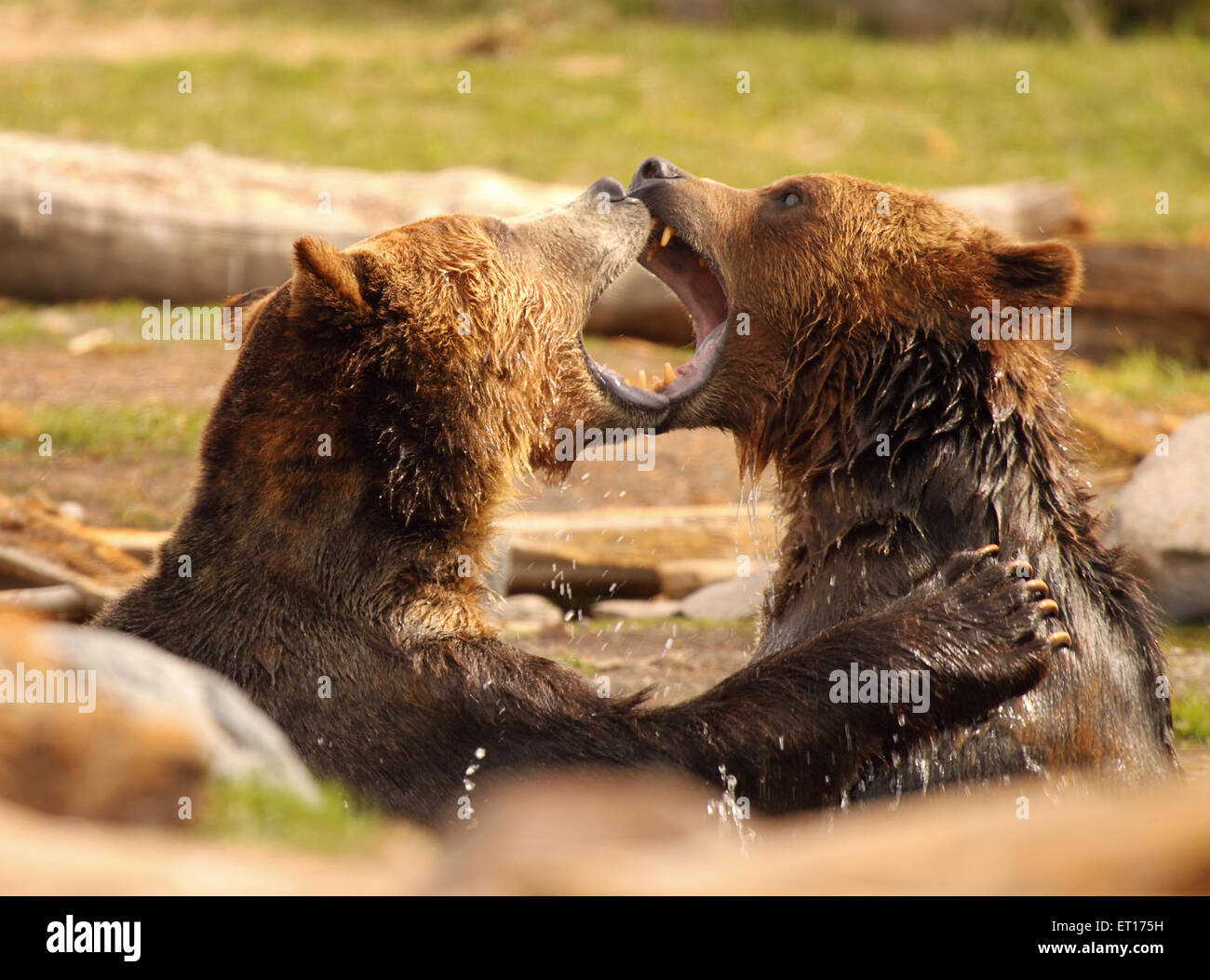 Grizzly Bären in einem beißen zu kämpfen. Stockfoto