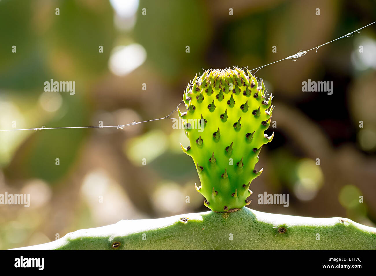 Alien Gesichtspunkt der Kaktusfeige Stockfoto