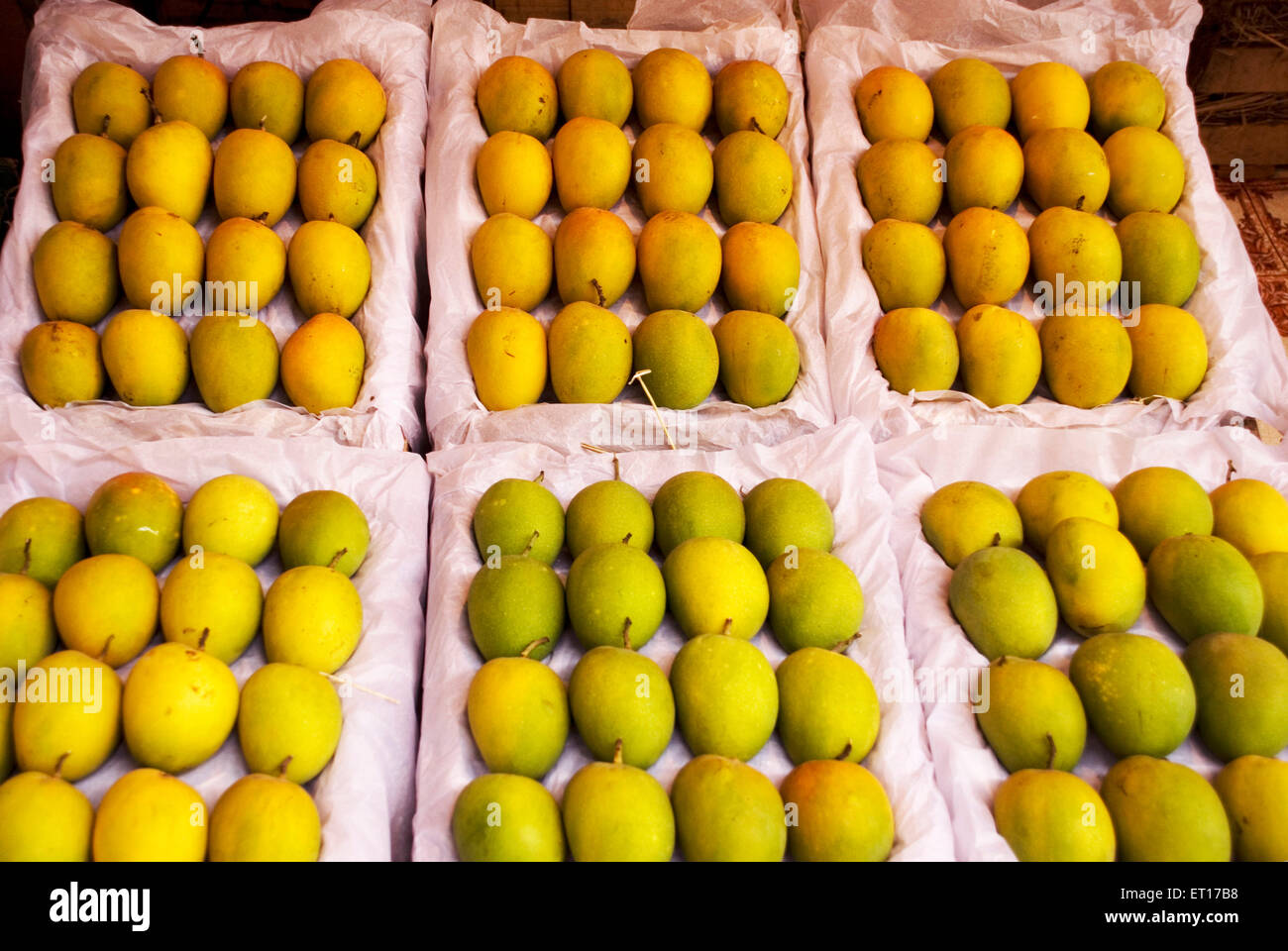 Mangos Mengifera Indica zum Verkauf an Crawford Market; Bombay Mumbai; Maharashtra; Indien Stockfoto