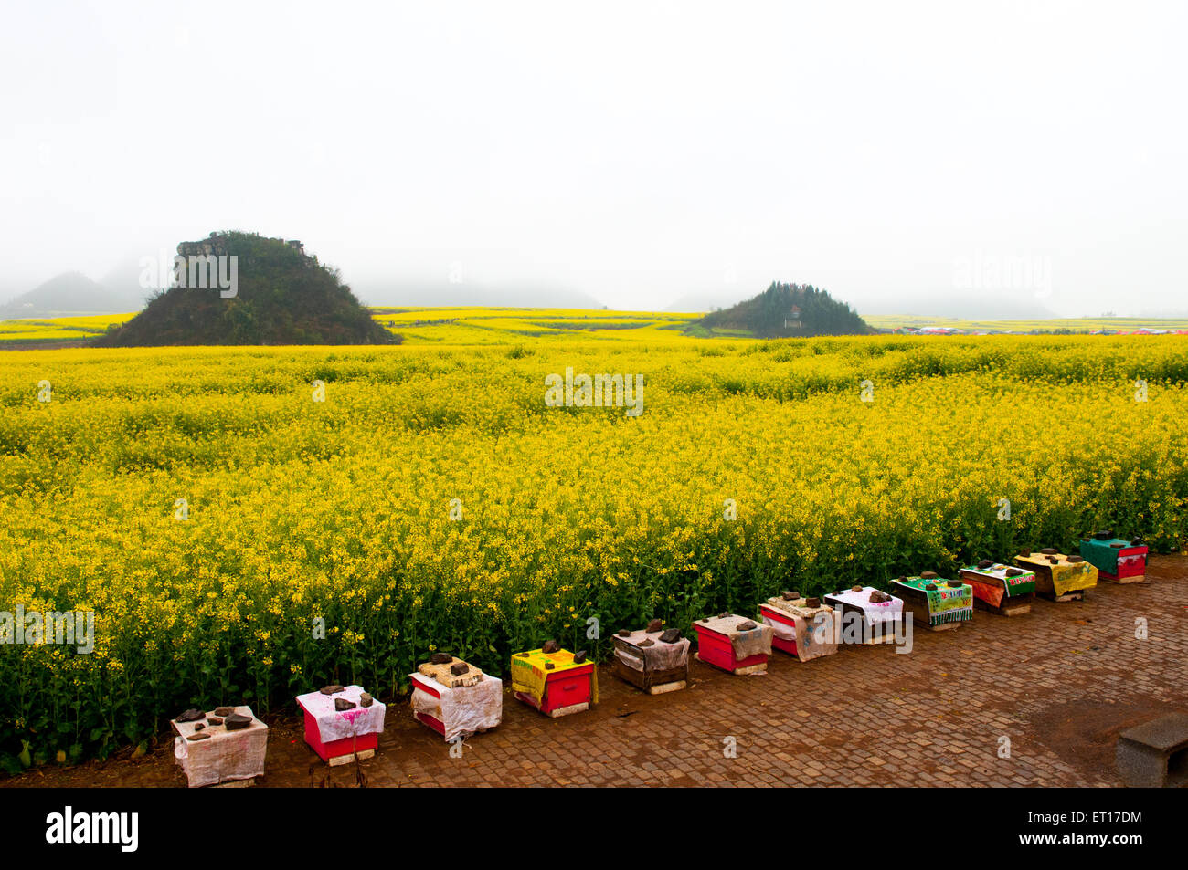 Gelben Raps Blumenfeld in teilnehmen, China Stockfoto