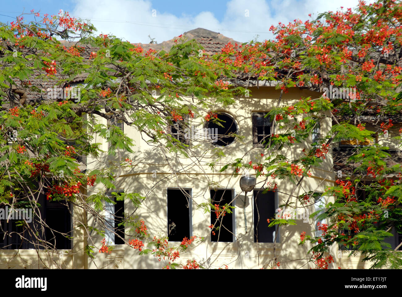 Architekt; typischen alten Haus-Cover mit Gulmarg rote Blume; Bombay Mumbai; Maharashtra; Indien Stockfoto