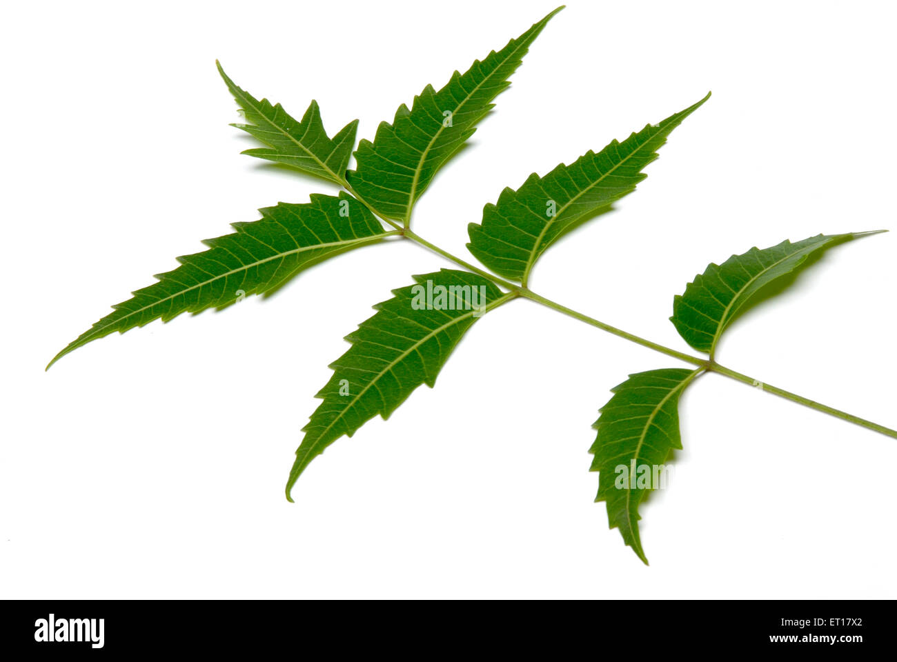 Azadirachta indica, neem, Nimtree, Indische Flieder, Margosa, nim, grüne Pflanze, Blätter auf weißem Hintergrund Stockfoto