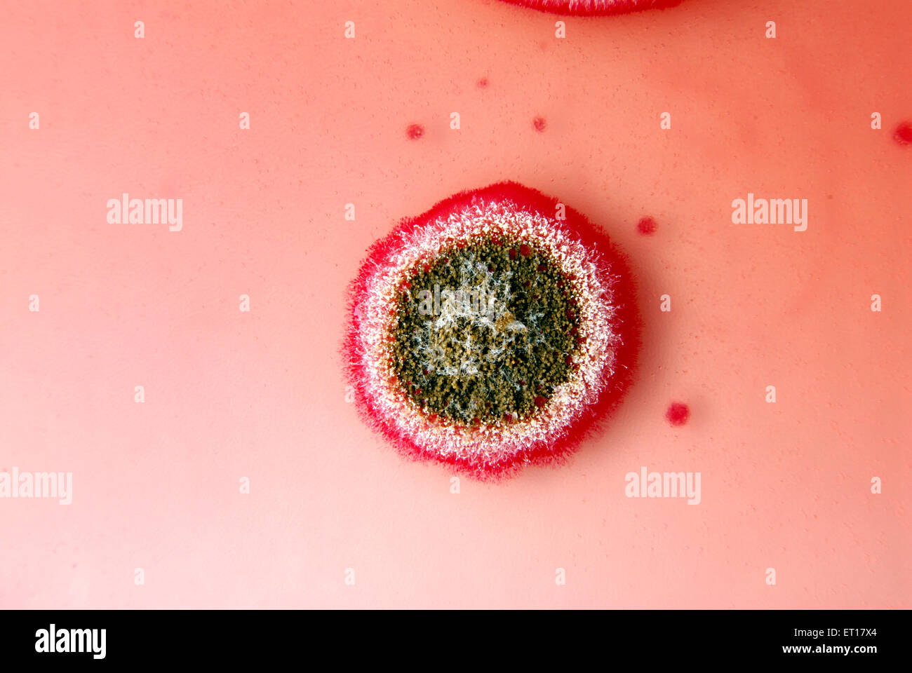 Wissenschaftliche Untersuchungen über Pilzkolonien mit Baumwollsamen an Rosenbengalenchloramphenicol-Agar Stockfoto