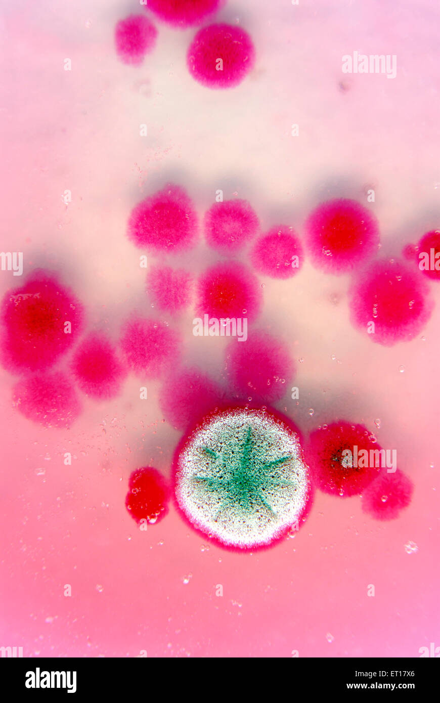 Wissenschaftliche Untersuchungen über Pilzkolonien mit Baumwollsamen an Rosenbengalenchloramphenicol-Agar Stockfoto