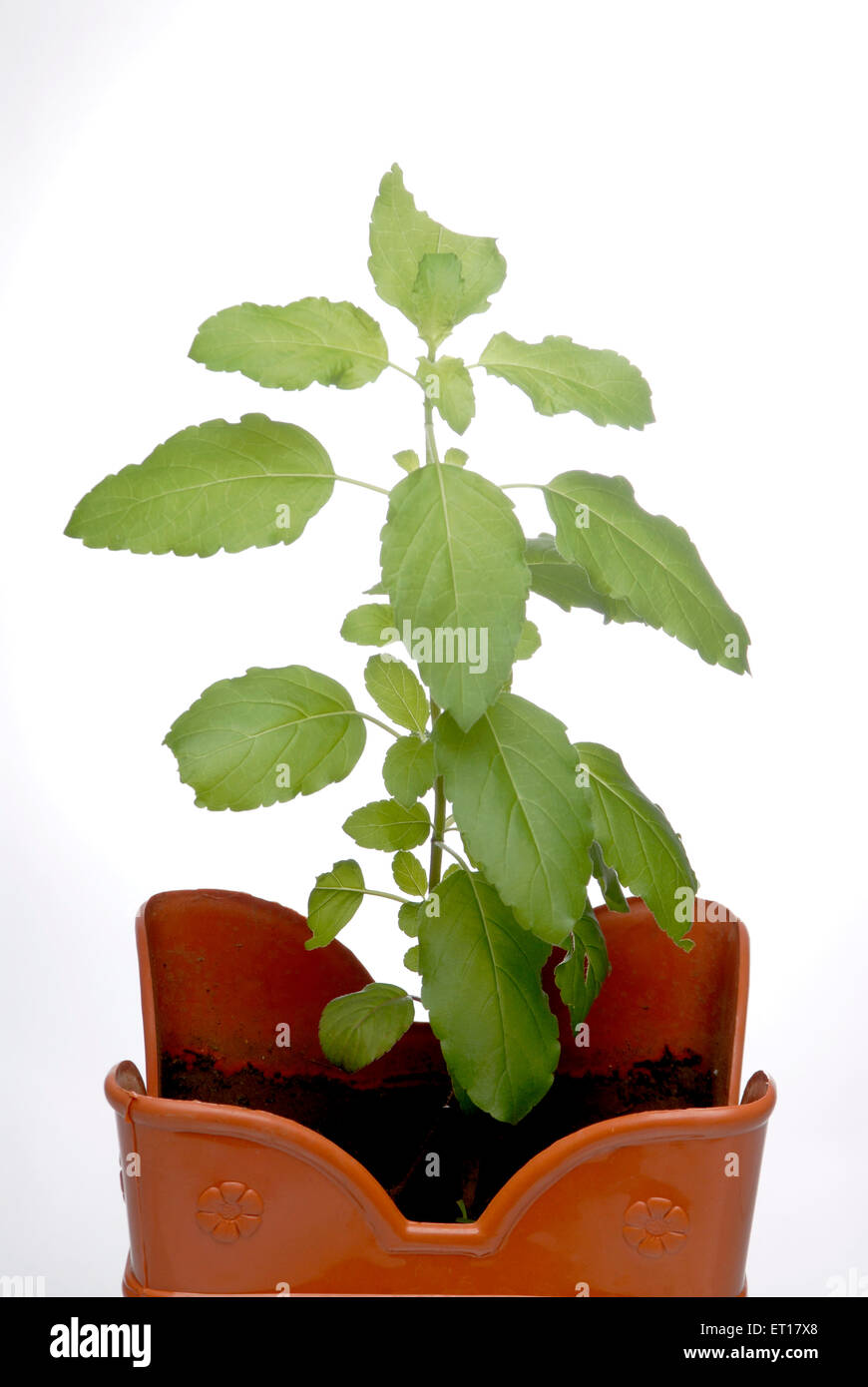 Heiliges Basilikum Tulsi Pflanze Ocimum Sanctum Pflanze in irdenen Vrindavan auf weißem Hintergrund Stockfoto