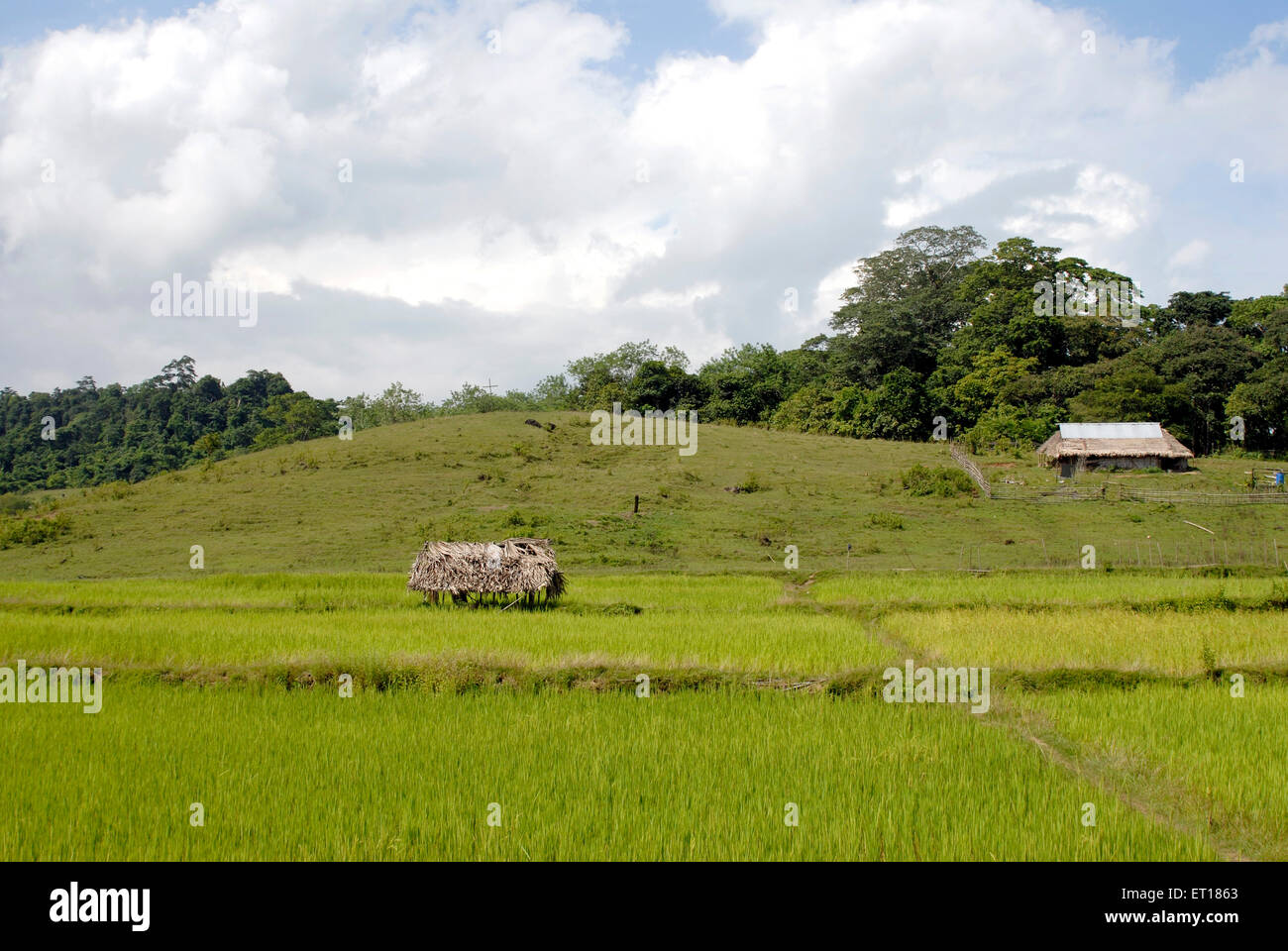 Green Fields, Rangat, Port Blair, Andaman- und Nicobarinseln, Unionsgebiet Indien, UT, Indien, Asien Stockfoto