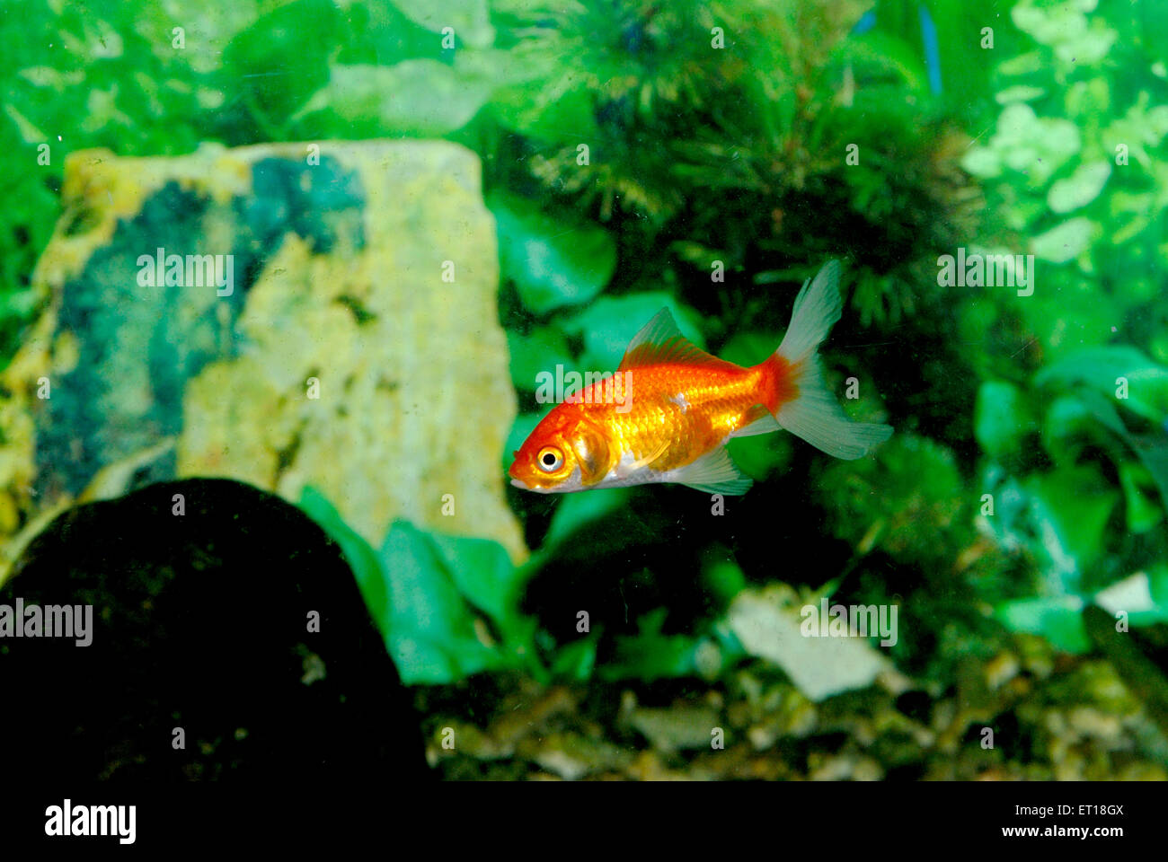 Goldfisch, Carassius auratus, im Aquarium Stockfoto