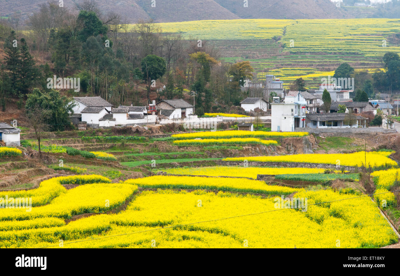 Gelben Raps Blumenfeld in teilnehmen, China Stockfoto