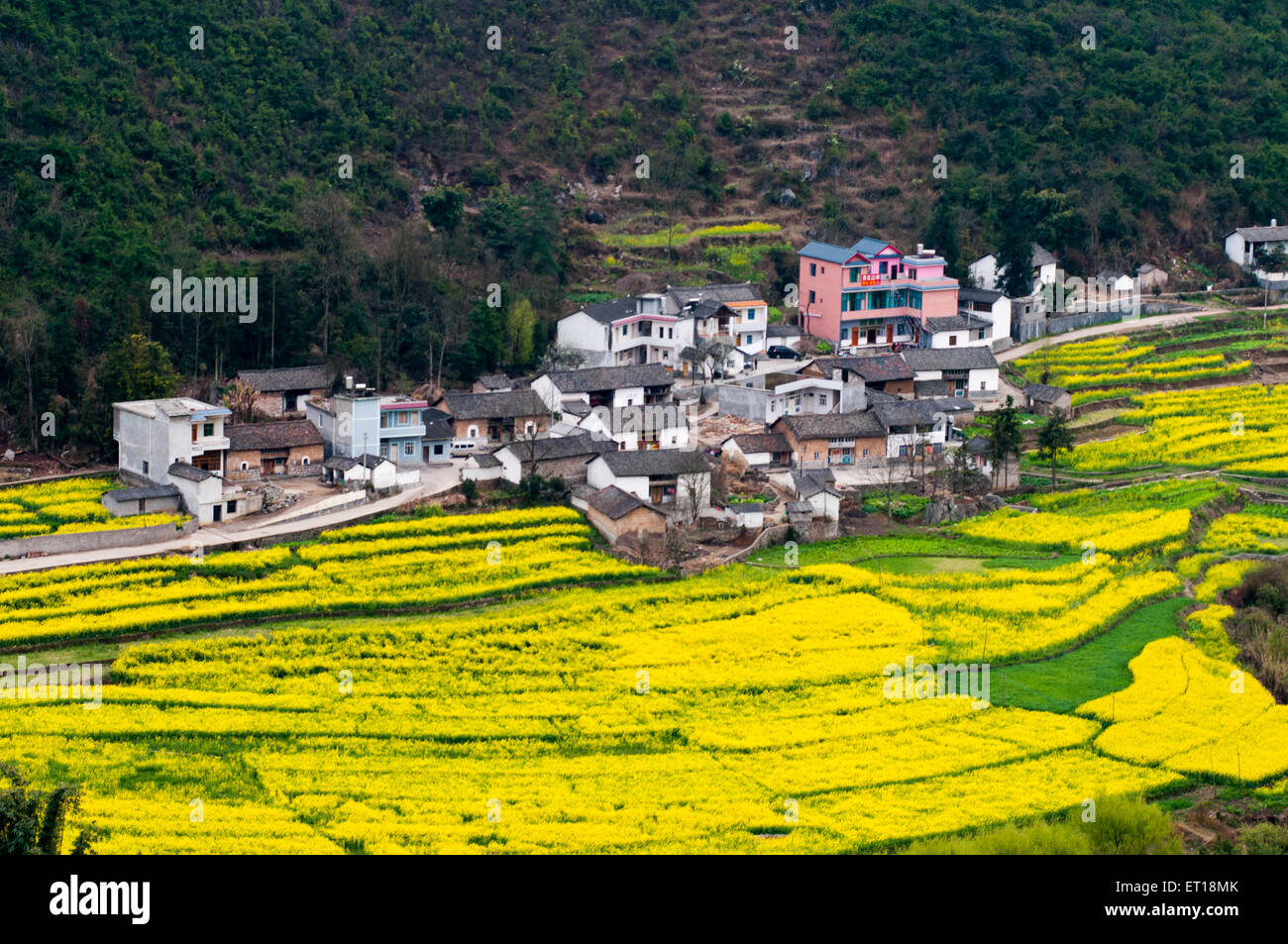 Gelben Raps Blumenfeld in teilnehmen, China Stockfoto