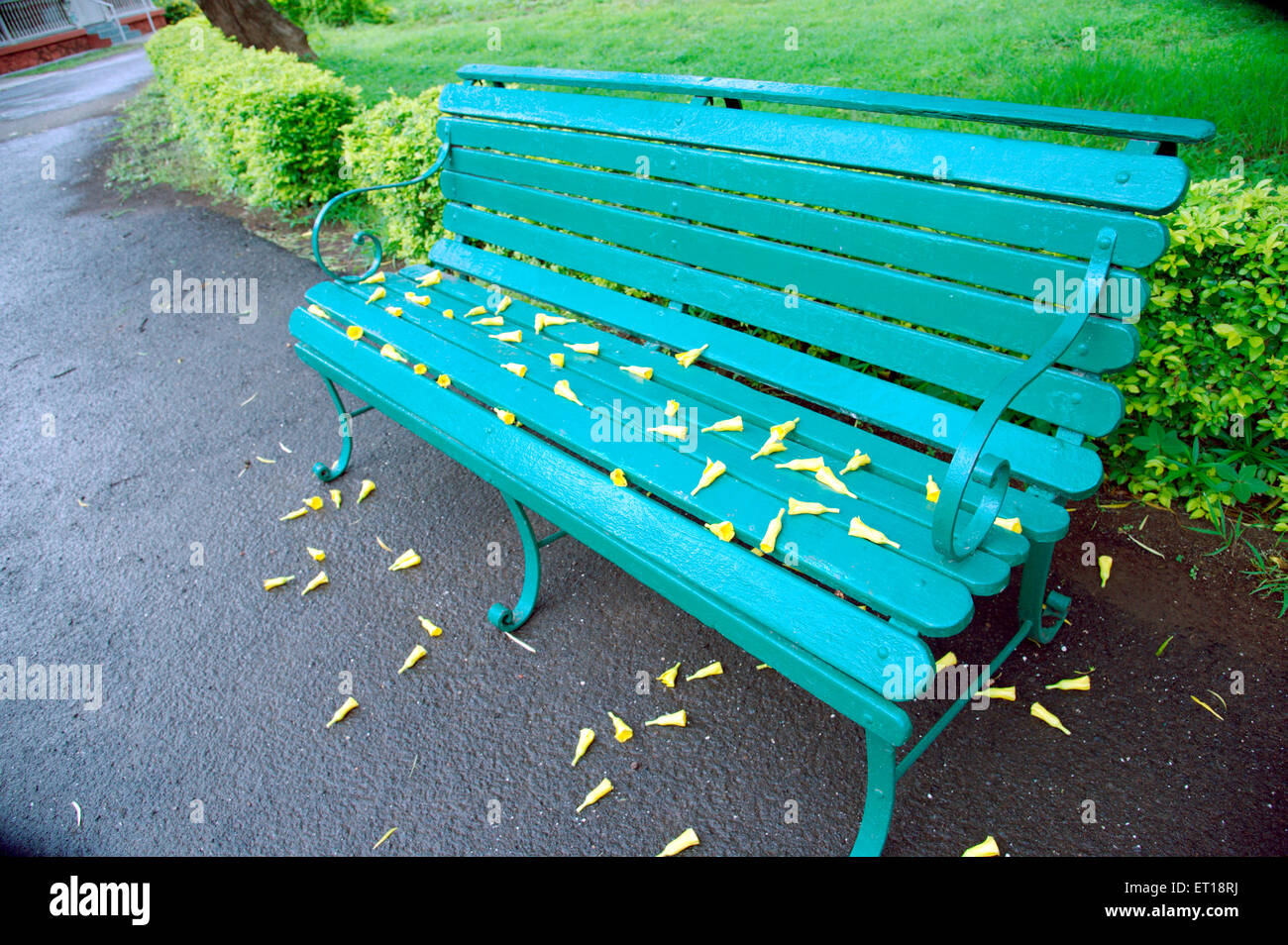 Grüne Holzbank im Garten mit gelben Blumen Stockfoto