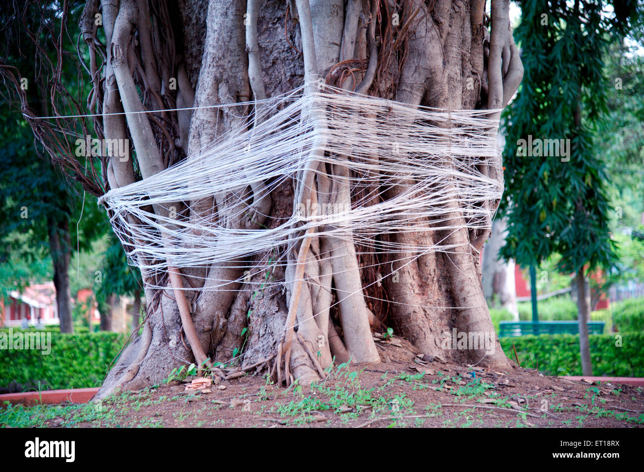 Wat Pournima, VAT Purnima, VAT Savitri, Purnima Vrat, banyan Tree Pooja, banyan Tree Puja, banyan Tree Threads, Threads um einen banyan Tree, Indien Stockfoto