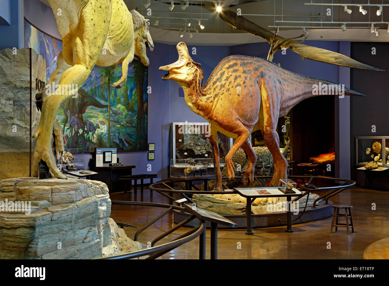 Dinosaurier Ausstellung, San Diego Natural History Museum, Balboa Park, San Diego, Kalifornien USA Stockfoto