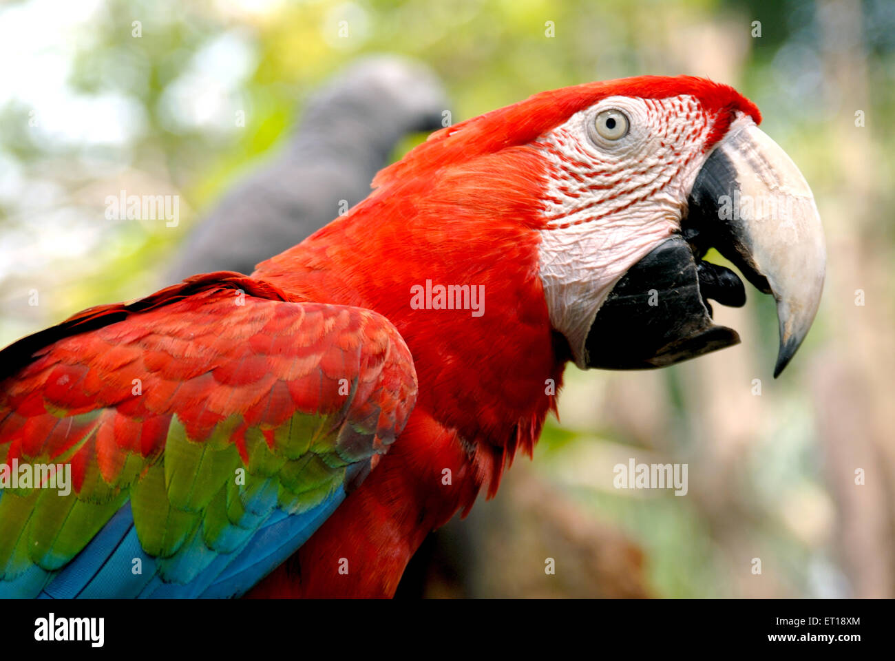 Macaw Parrot, Bird Park, KL Bird Park, Kuala Lumpur Bird Park, Malaysia Stockfoto