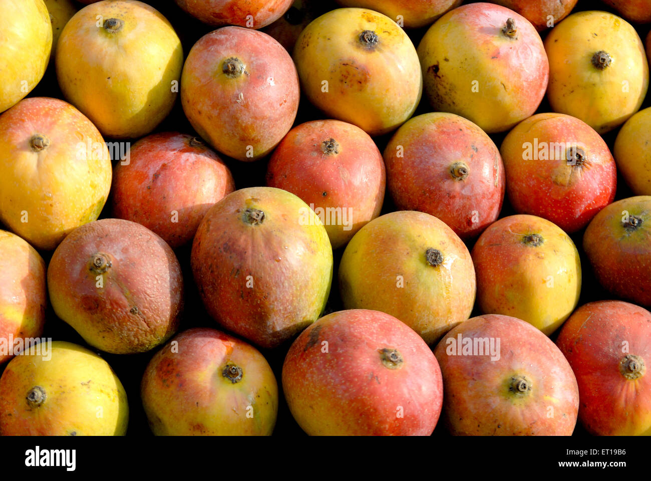 Mango-Frucht Stockfoto