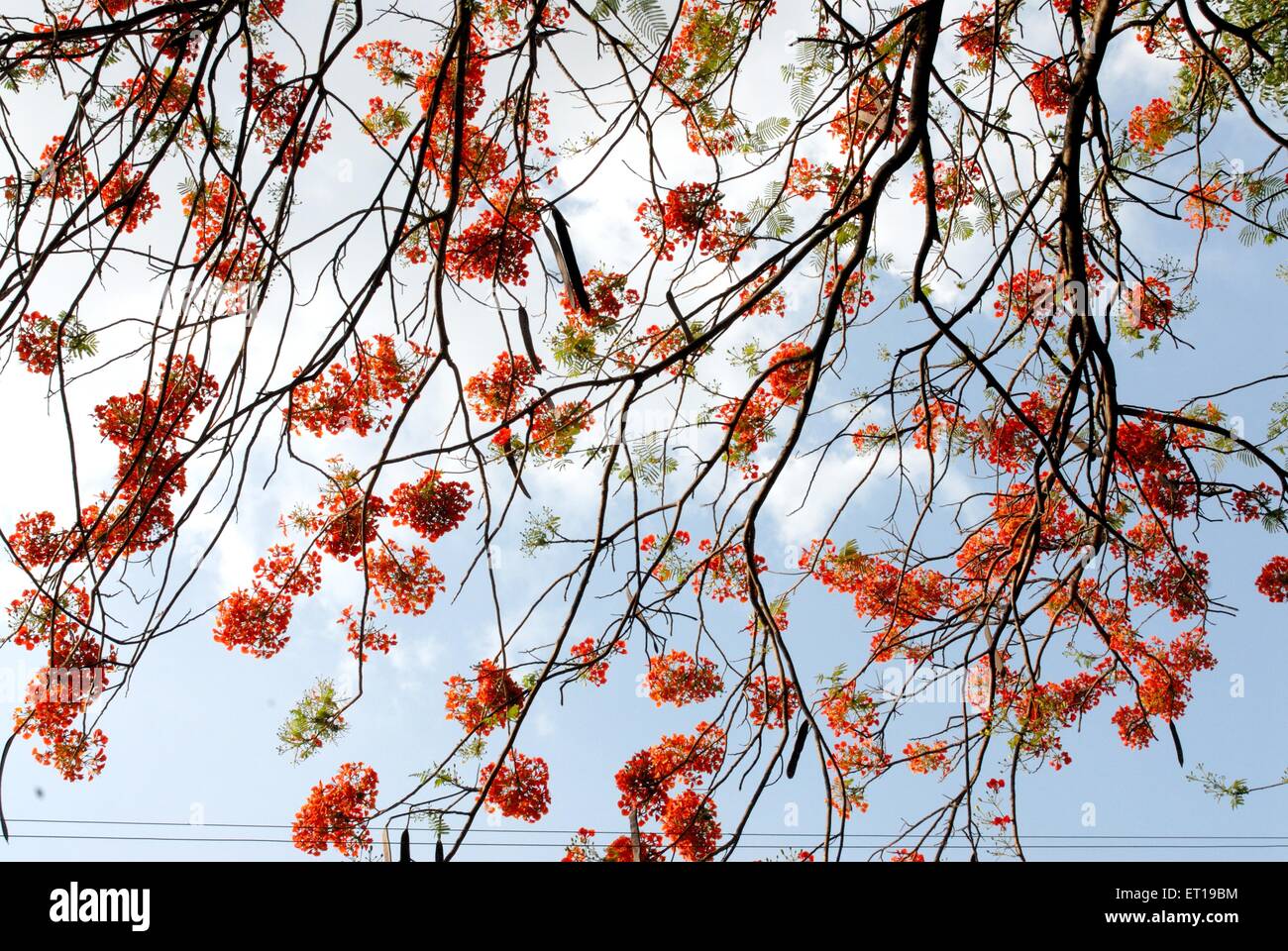 Gulmarg oder Gul Mohur Delonix Regia Baum gegen blauen Himmel Stockfoto