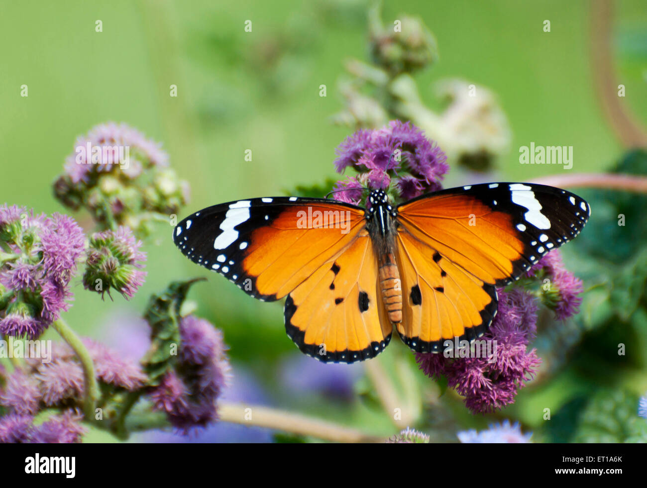 Danaus Chrysippus Schmetterling botanischen Garten Howrah Westbengalen Indien Asien Stockfoto