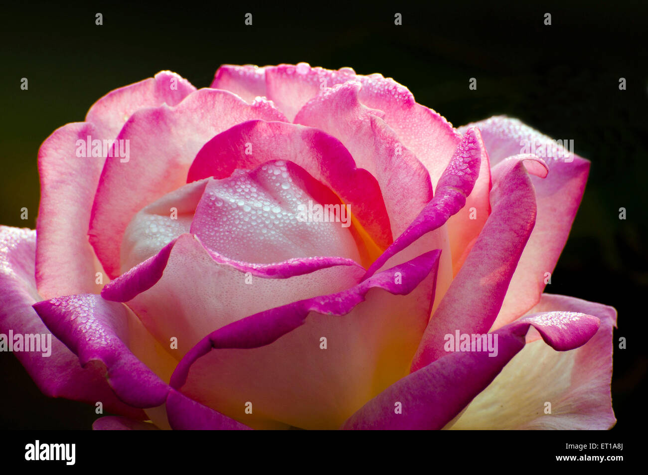 Rosenblätter mit Tautropfen Stockfoto