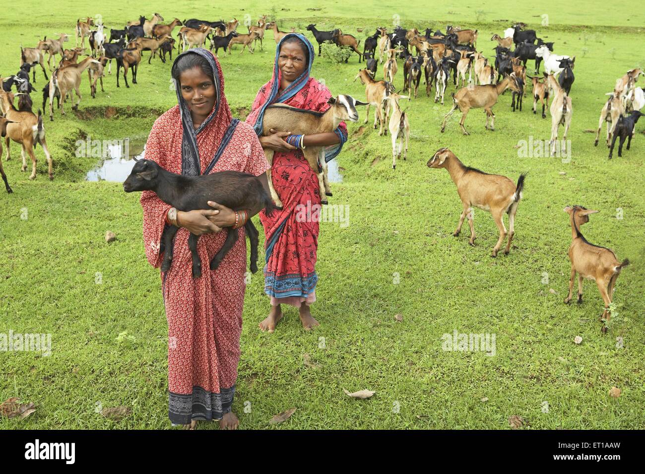 Frauen in ländlichen Gebieten mit Ziegen Tierhaltung Wirtschaftsinitiative begonnen von NGO Chinmaya Organisation der ländlichen Entwicklung Stockfoto