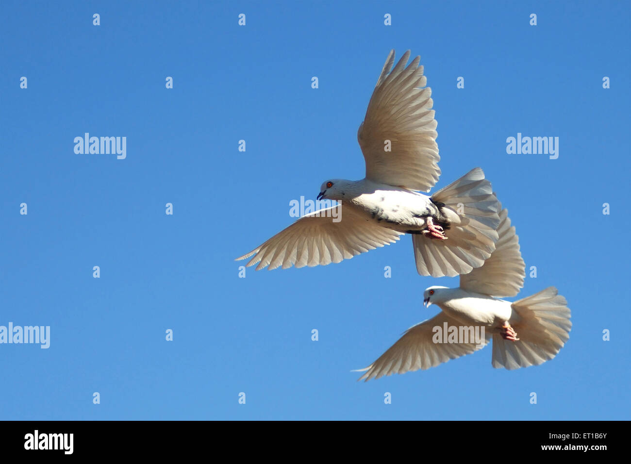 Zwei weiße Tauben fliegen, Ajmer, Rajasthan, Indien, Asien Stockfoto