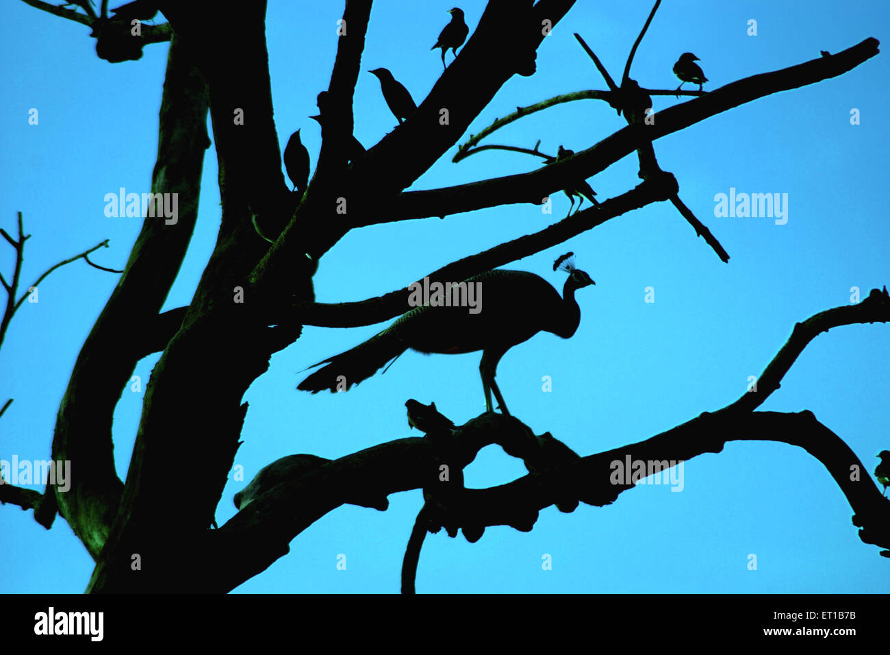 Pfau Silhouette auf Baum Stockfoto