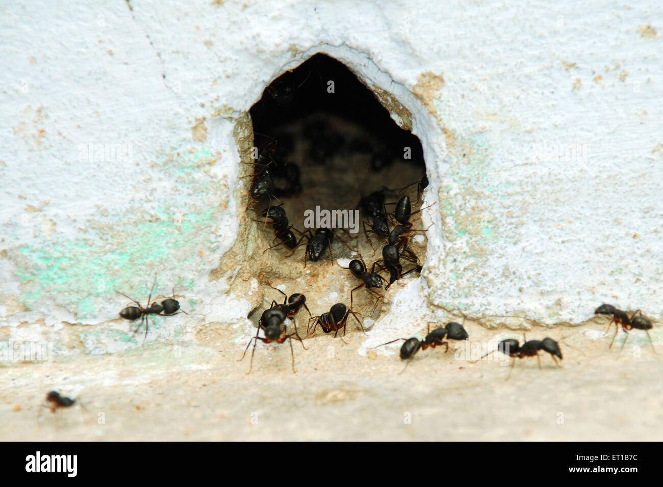 Ameisenloch, Ameisenloch, Ameisenkolonie, Ameisenkolonie Stockfoto