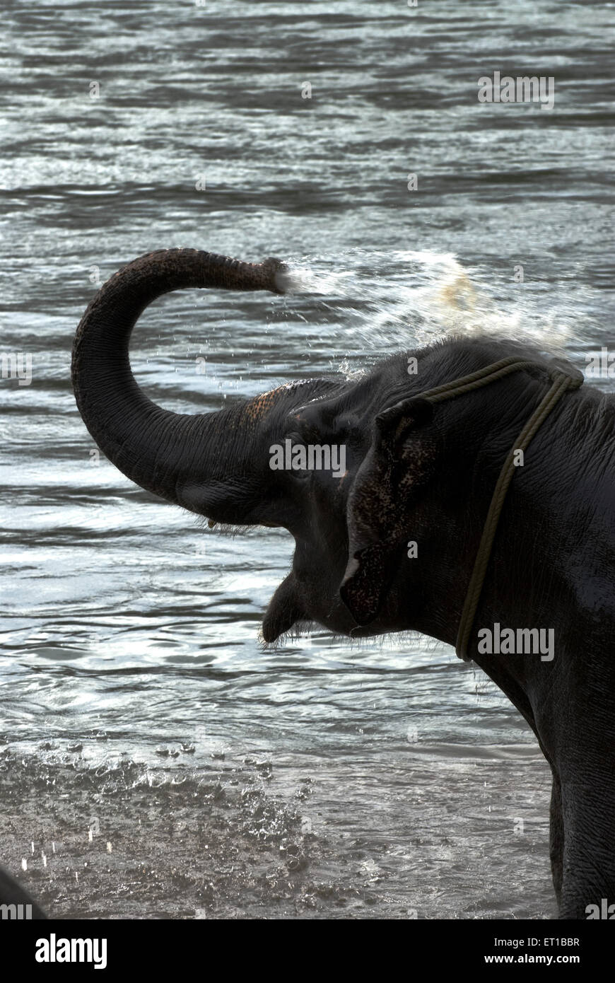 Elefanten Baden im Kodanand am Keral Indien Stockfoto