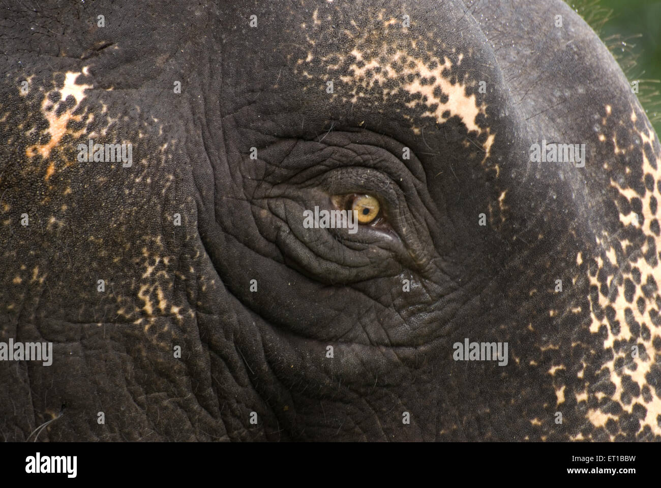 Elefanten Auge Keral Indien Stockfoto