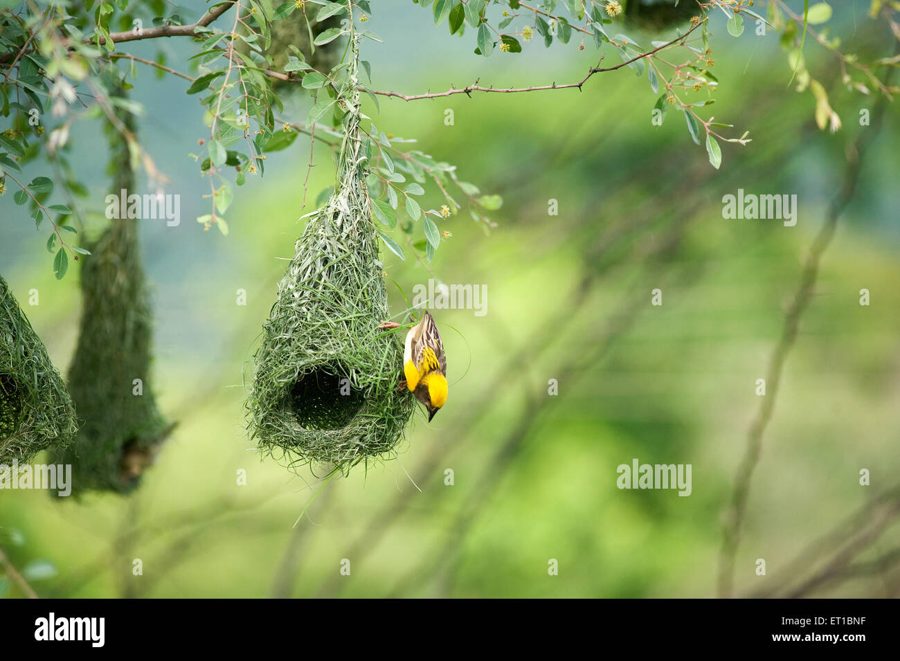 Baya Weber für den Nestbau fliegen; Indien Stockfoto