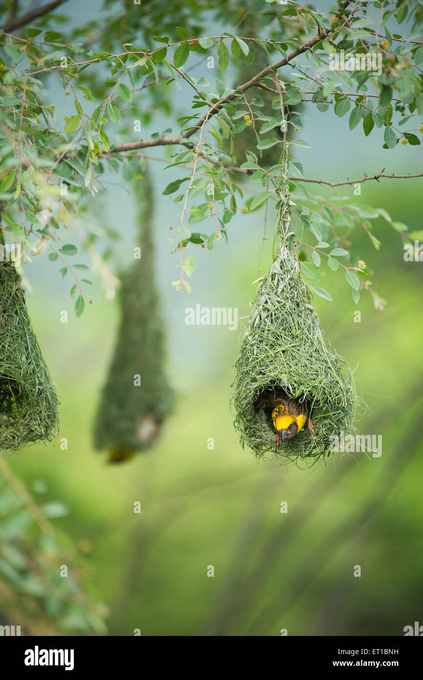 Baya Weber für den Nestbau fliegen; Indien Stockfoto