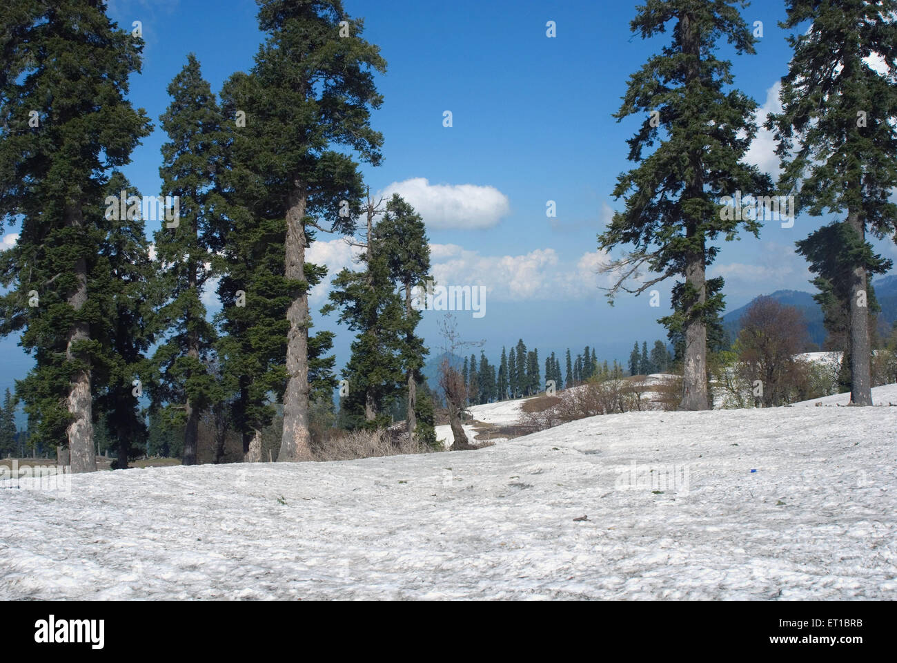 Bäume im verschneiten Boden gegen blauen Himmel, Gulmarg Jammu und Kaschmir Indien Asien Stockfoto