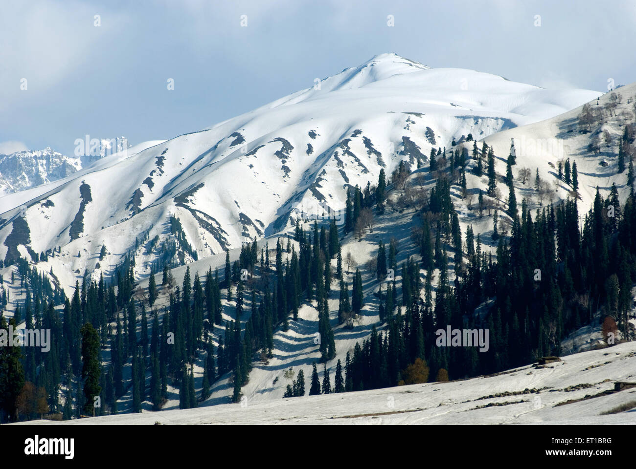 Baumreihen im verschneiten Boden Gulmarg Jammu und Kaschmir Indien Asien Stockfoto