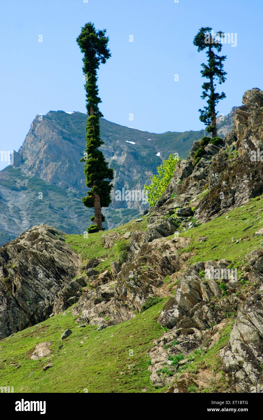 Hohe Bäume auf dem felsigen Hügel Chandanwadi chandanwari pahalgam Jammu und dem Kaschmir-Gewerkschaftsgebiet UT India Asia Stockfoto