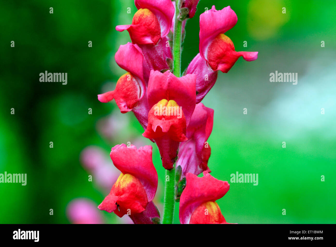 Gladiolus rote Blume Stockfoto