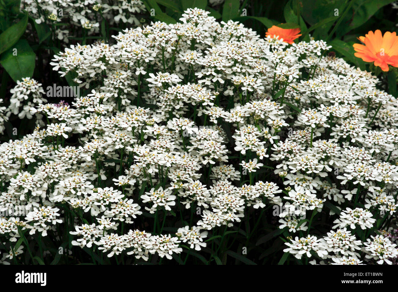 Die Blüten von Pia SP Stockfoto