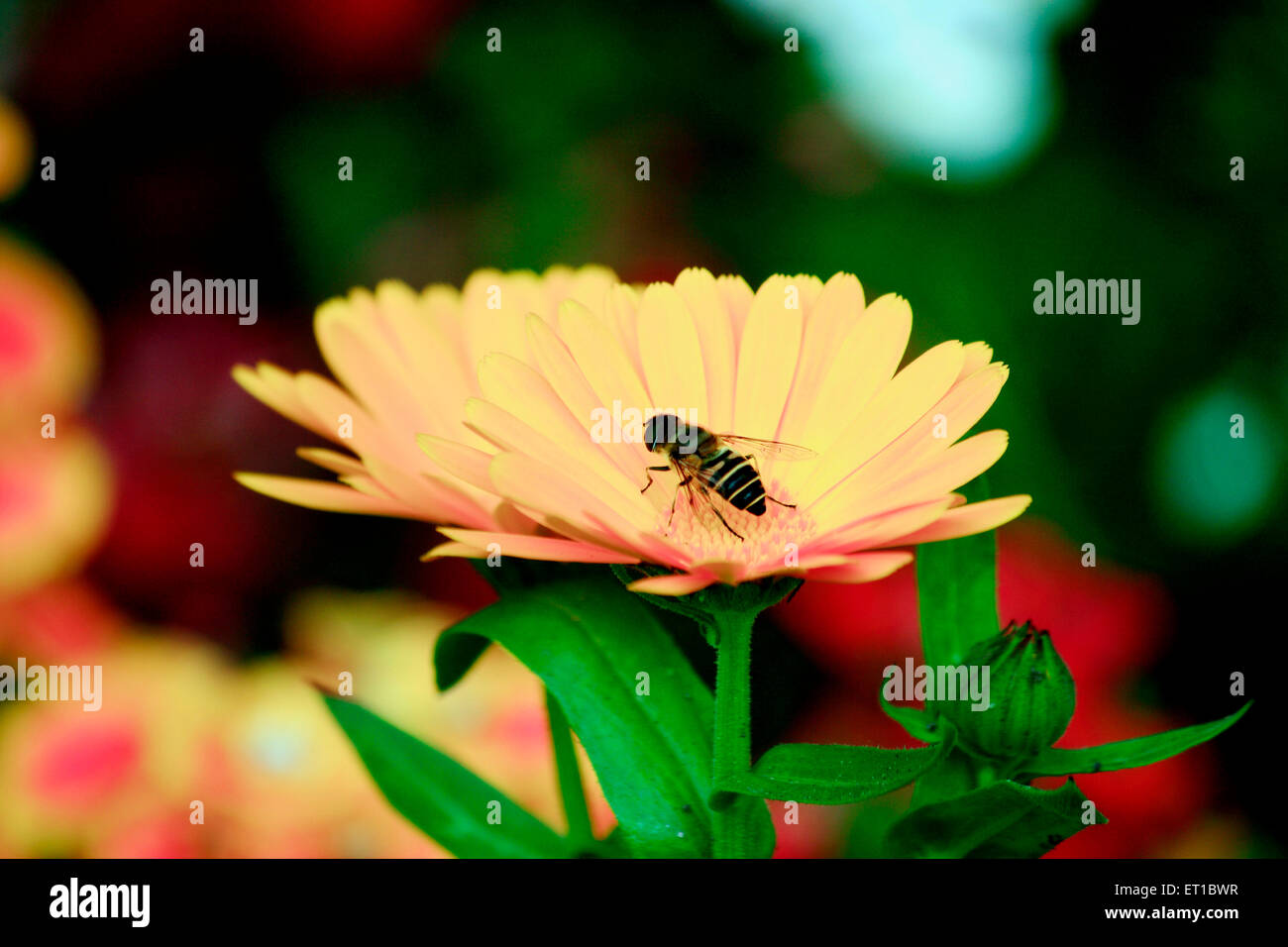 Patal Tumbi Blume, Marguerite Gänseblümchen Blume Stockfoto